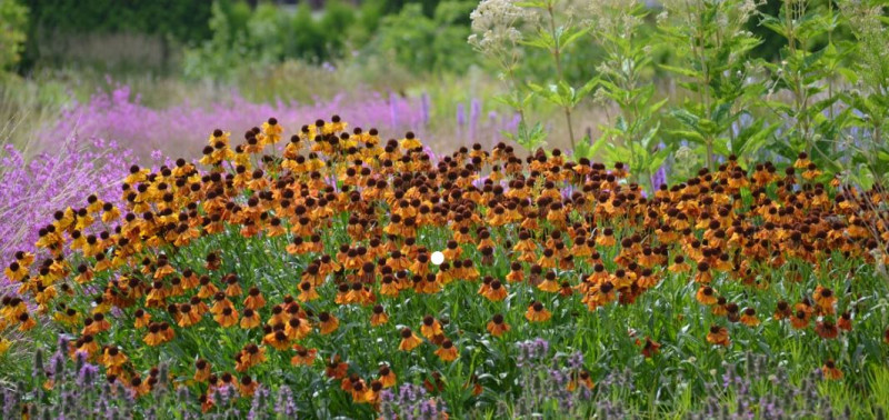 plantentuin-frans-nienhuis-gelderland-vaste-planten-kwekerij-gelderland