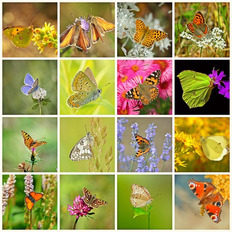 inheemse-planten-tuin-planten-voor-vlinders-plantlijsten-