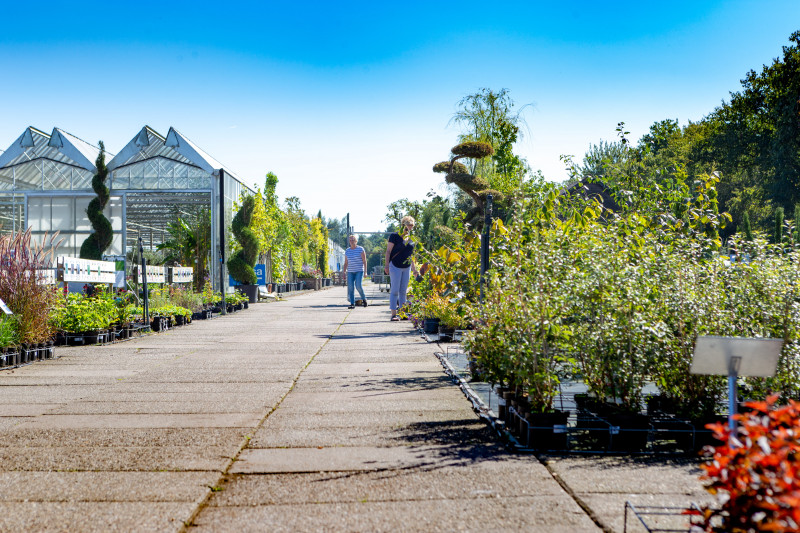 Kwekerij-greensales-in-friesland-balk-grootste-aanbod-planten-en-bomen-voor-tuinliefhebbers-hoveniersbedrijven-inkoop-verkoop-beplantingsplan