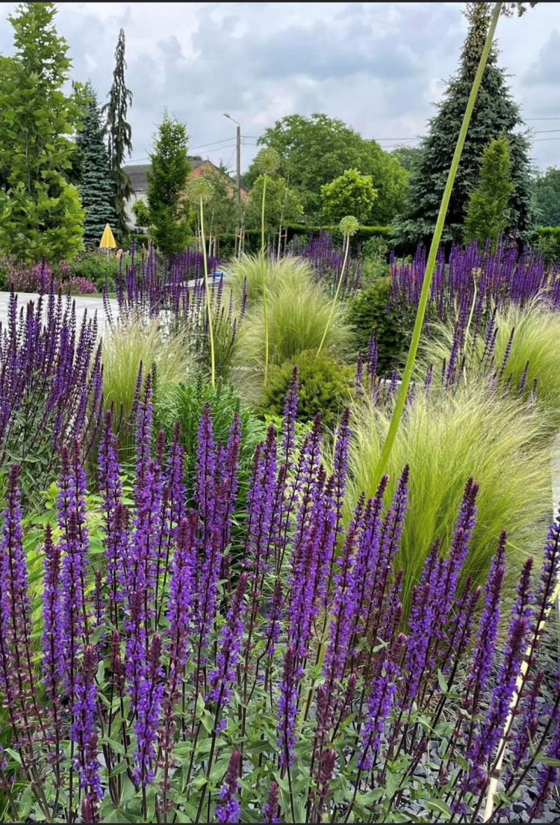 Voorspeller Gaan bericht Opvallende plantencombinaties in de moderne tuin