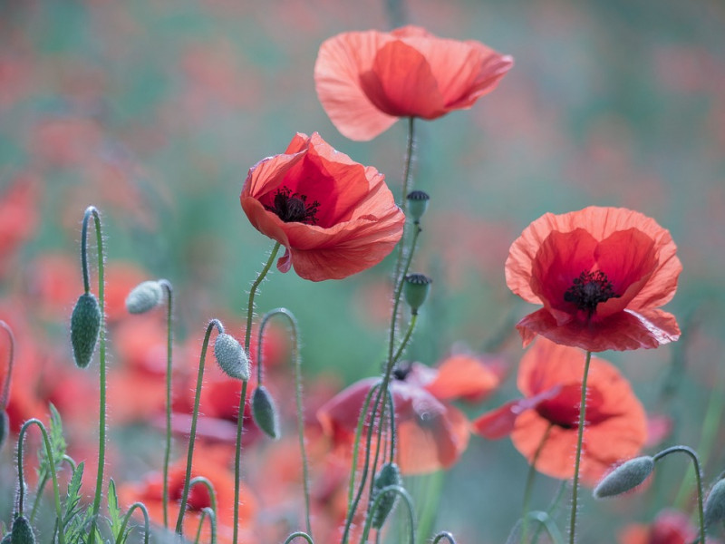 Papaver-Klaproos-Rood-Bloesem-Natuur