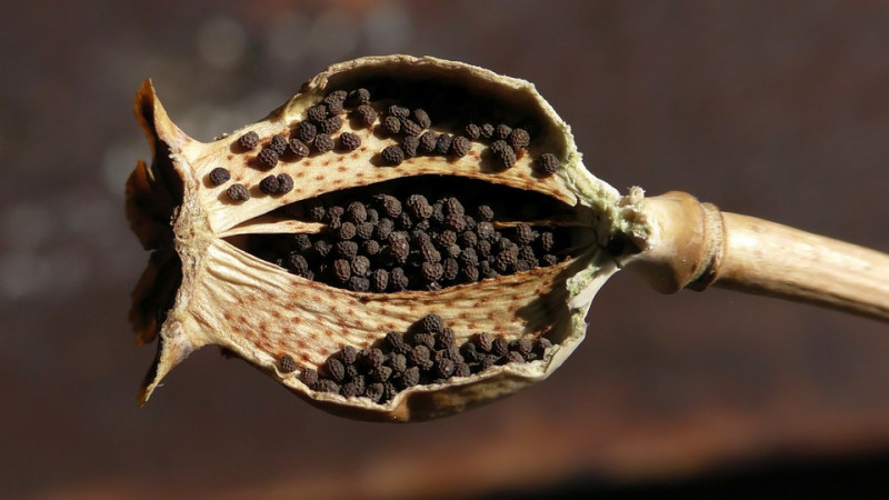 Papaver-Plant-Klaproos-Maanzaad-Capsule-zaaien