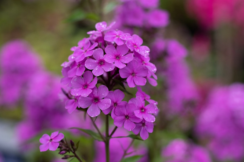 phlox-paniculata-vlambloem-soort-phlox-vlambloem