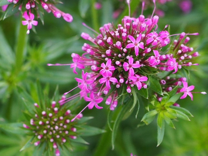 Phuopsis-Stylosa-Valeriaan-Starflowers-Roze