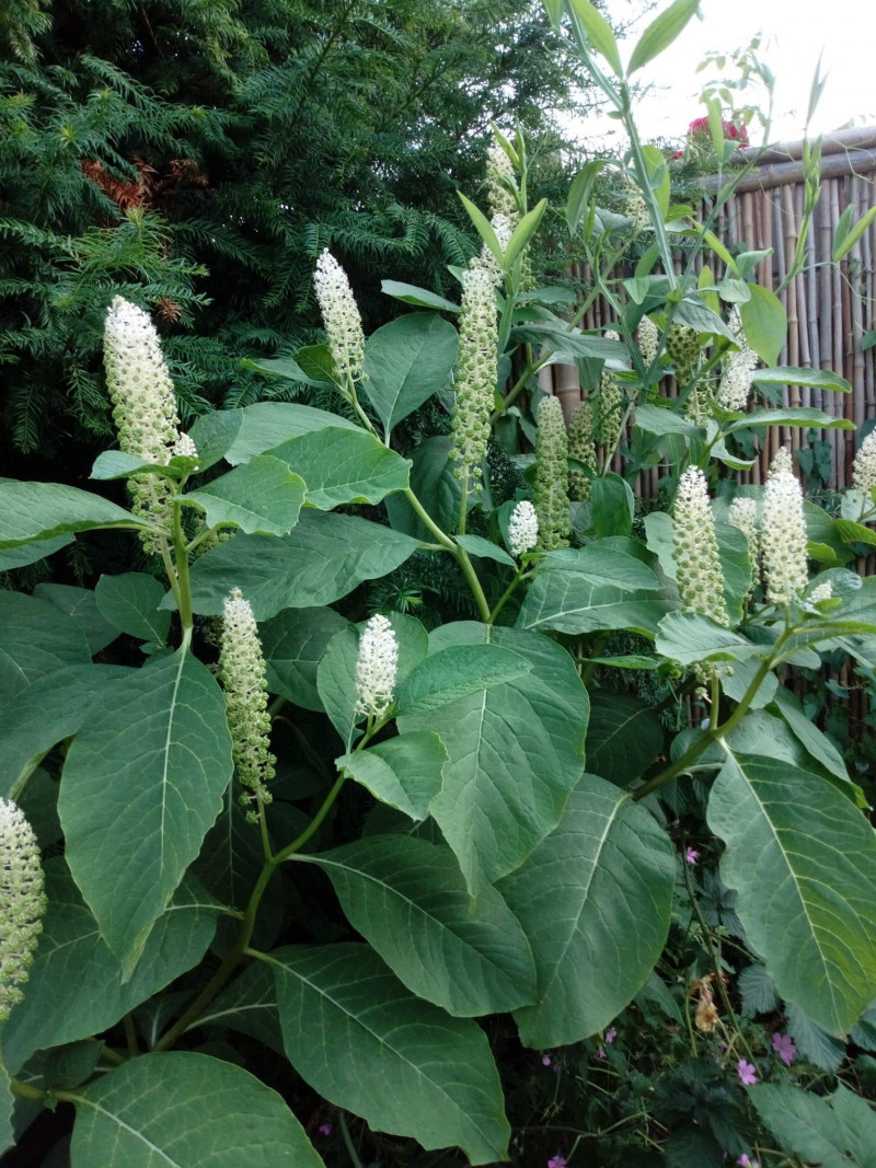 Grote-plant-met-witte-aarvormige-bloemen-krijgt-rode-bessen