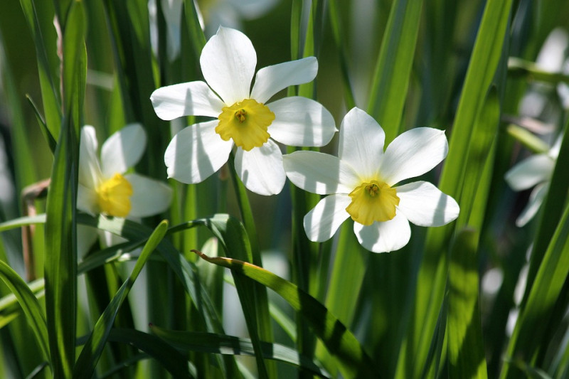 narcissen bollen - uitleg soorten met foto