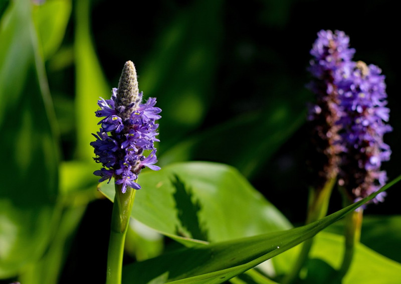 pontederia-cordata-Snoekkruid-Bloeiwijze-Waterplant