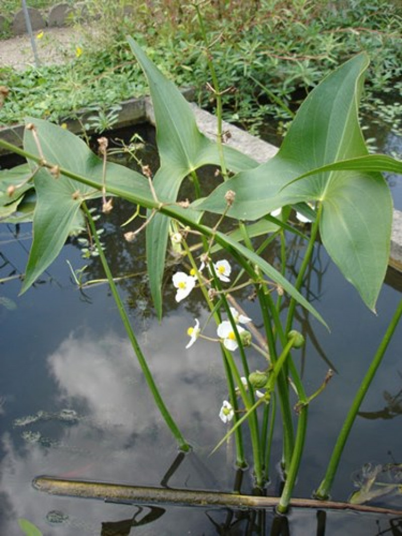 sagittaria-latifolia-pijlkruid-algemeen-plantinfo-waterplanten