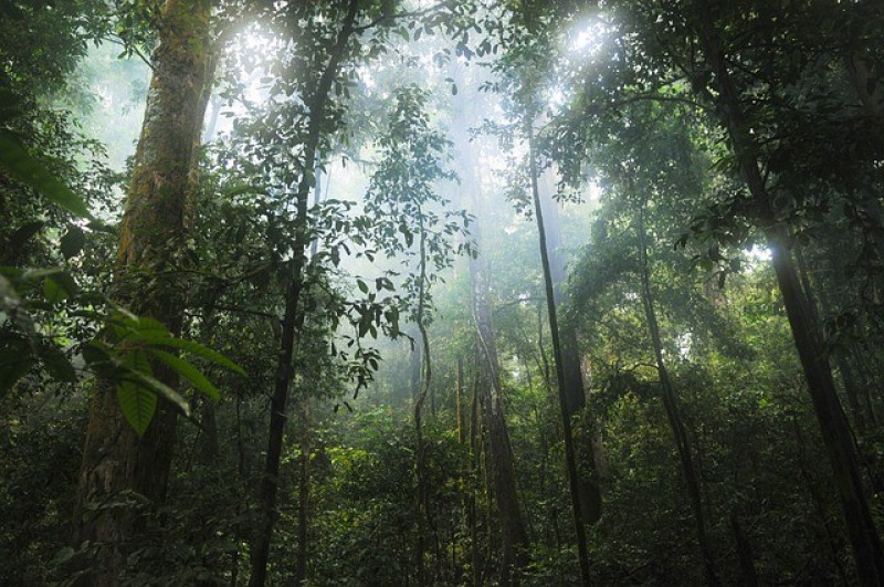 samenwerking-tussen-bomen-en-planten-onderlinge-verhoudingen-insectwerende-bijenplanten-diervriendelijke-plant-boom-gewas