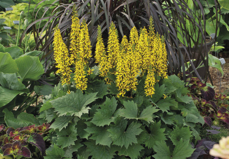 Ligularia-schaduwplanten-met-een-tropisch-exclusieve-uitstraling-beplantingsplan-geel-schaduwrijk-tuin