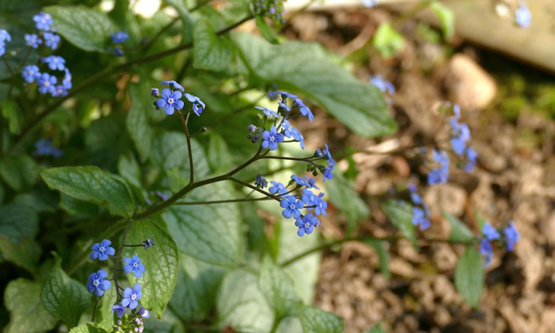 Schaduwplanten-planten-bodembedekker-bodembedekkende-schaduwzone-planten-vaste-planten-die-goed-in-een-donke-tuin-kunnen-staan