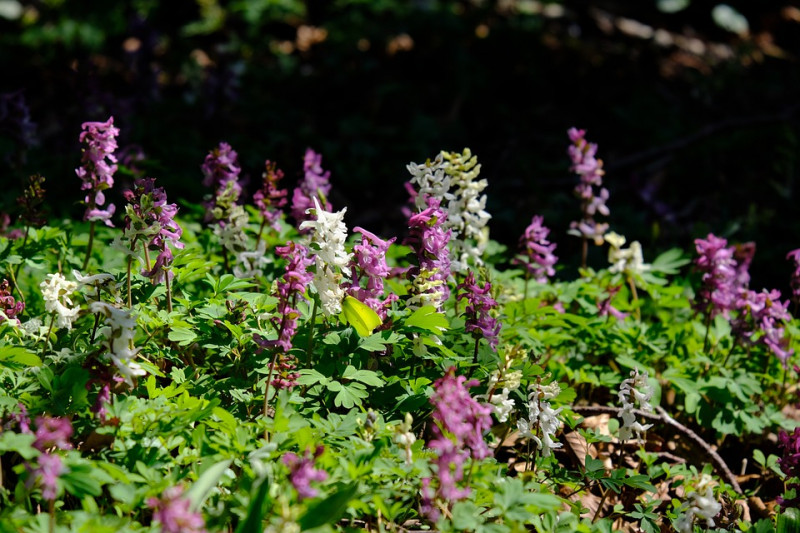 corydalis-Leeuwerik-voorjaarsbloeier-schaduwplanten-bodembedekkend-bodembedekker-bloeikleur-wit-roze