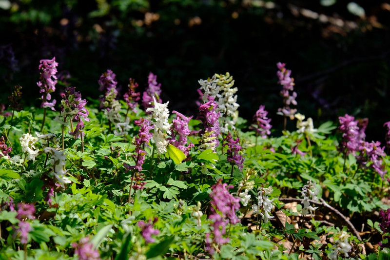 corydalis-Leeuwerik-voorjaarsbloeier-schaduwplanten-bodembedekkend-bodembedekker-bloeikleur-wit-roze