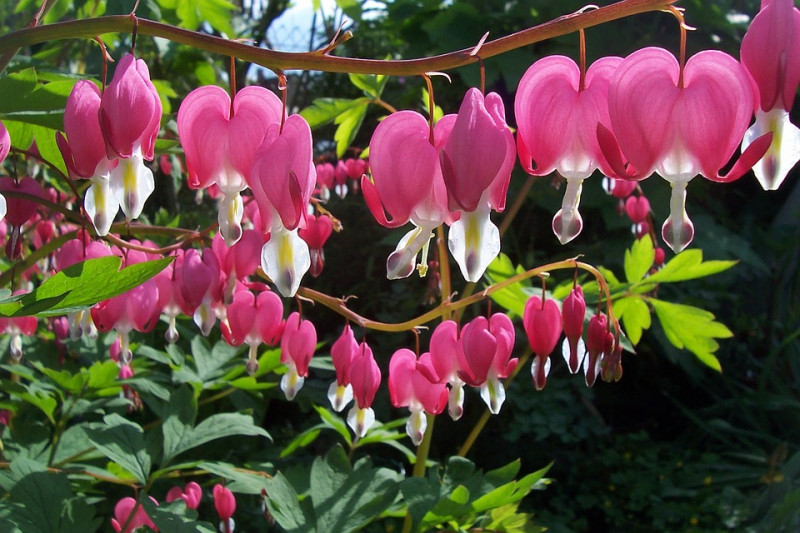 dicentra-spectabilis-schaduwplanten-met-opvallende-bloemen-langbloeiende-borderplanten-vaste-planten-schaduwrijk