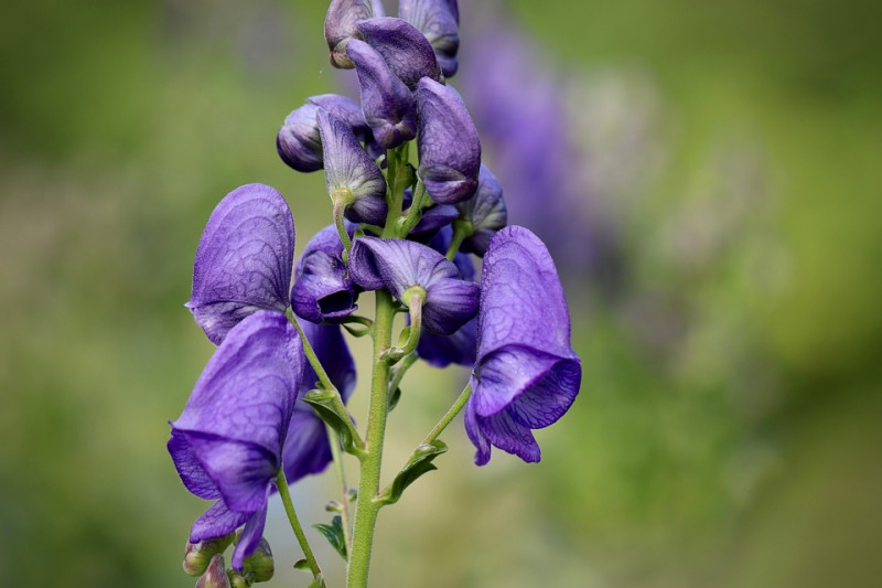 monnikskap-Aconitum-schaduwplanten-schaduwborder-planten-voor-de-schaduw