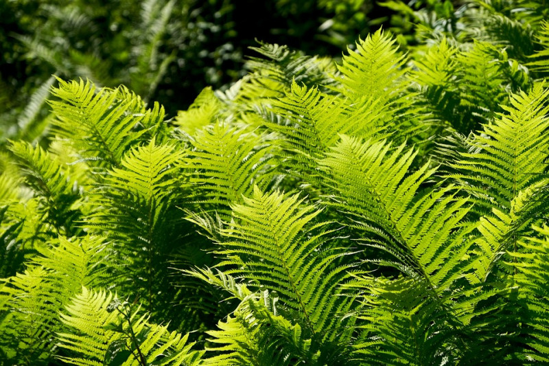 schaduwplanten-geen-zonlicht-nodig-zijn-diepe-schaduwsoorten-beplantingsplan-tuin-op-het-noorden