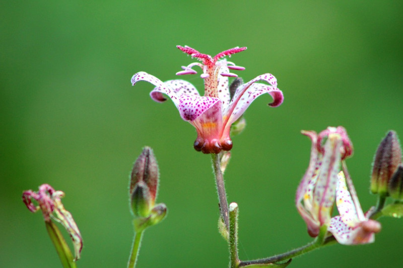 schaduwplanten-met-bloemen-geschikt-voor-een-tuin-gelegen-op-het-noorden