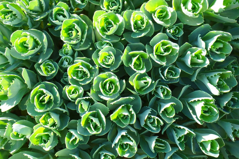 Prachtige-sedumplant-Muurpeper-Bladeren-vlindervriendelijk-hemelsleutel