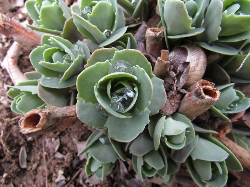 perennials-hemelsleutel-vaste-plant-voor-droge-tuin-insect-vriendelijk