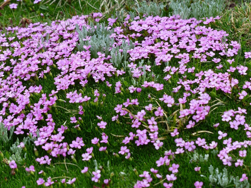 Silene / lijmkruid  (soort) Primula Bloesem Roze Bloem Silene Acaulis