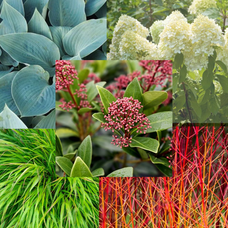 borderpakket-combinatieplanten-beplantingsplan-skimmia-soorten