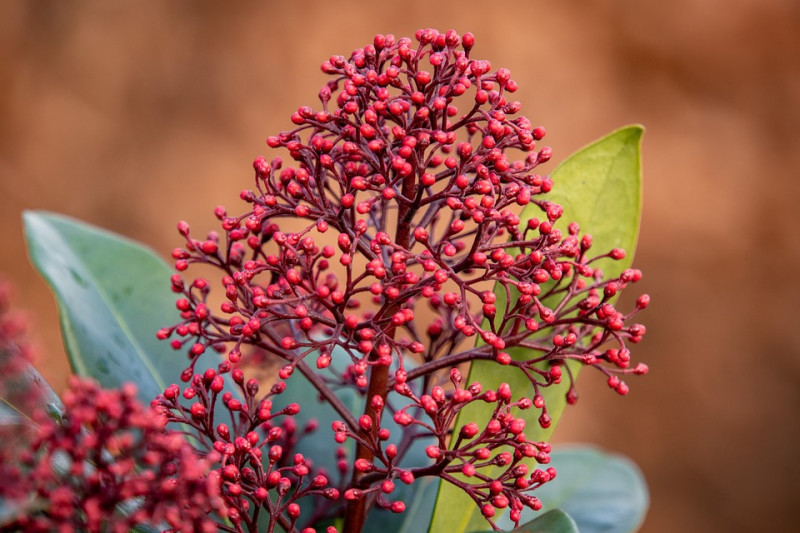 japanese-skimmia-Bladhoudende-groenblijvende-vaste-planten-herfst-bloeier