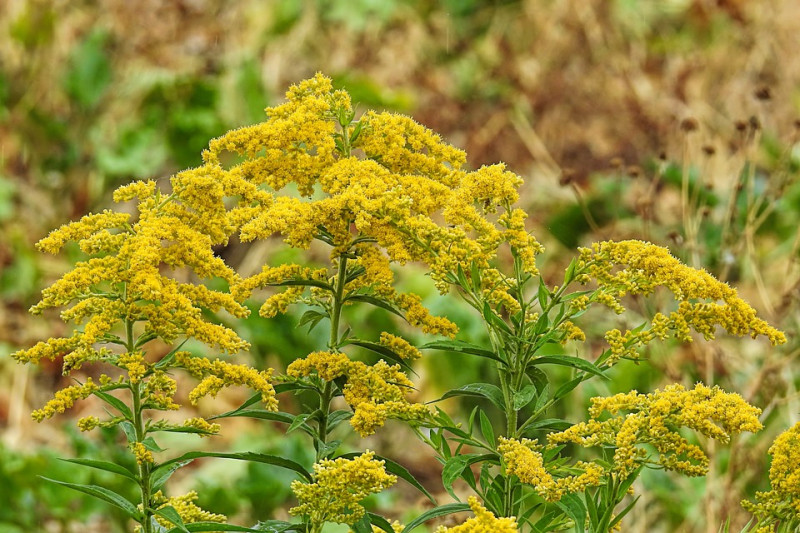 herfstbloeier-Guldenroede-Geel-Plant-Natuur-insectenplanten