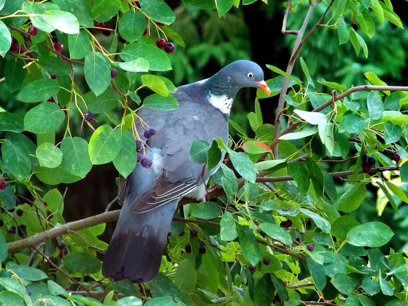 bomen-met-veel-bessen-voor-vogels