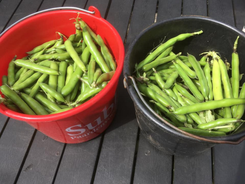 tuinbonen-zaaien-Hoe-moet-je-tuinbonen-zaaien-oogsten