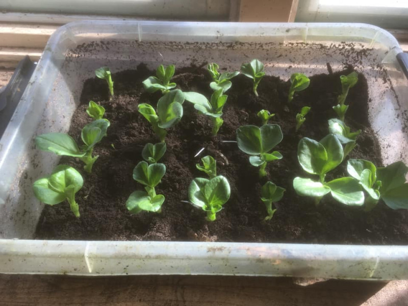 Tuinbonen-zaaien-in-welke-maand-januari-februari-uitleg-moestuinier