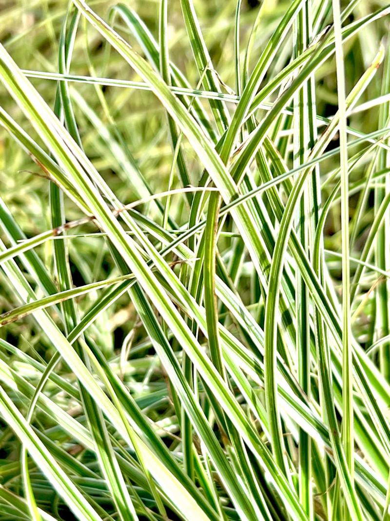 Bladhoudende-vaste-planten-voor-bloembakken-bloempotten