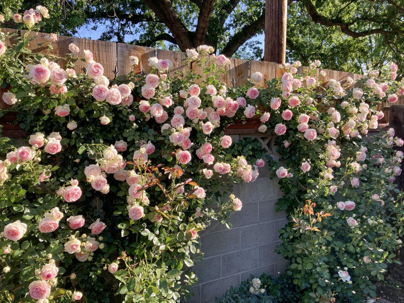 Rozen-kunnen-ook-in-bloempotten-bloembakken-verticaal-tuinieren