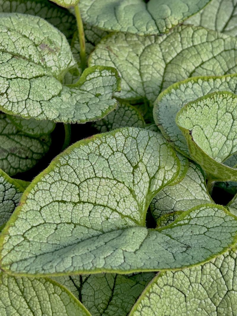 bloembakken-beplanting-vaste-planten-tuinstyling