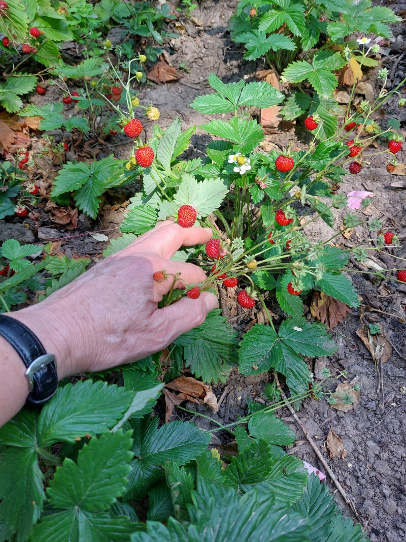 Gewassen-oogsten-tuinonderhoud-tips-moestuin-bloemen-snoeien-tuinplezier-tuintips