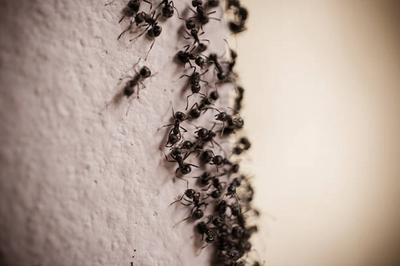 Mier-mieren-mierennest-mierenkolonie