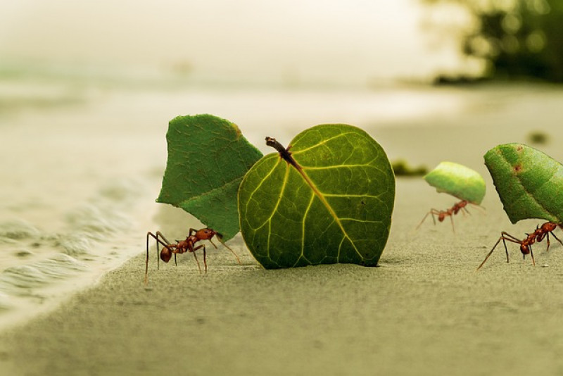 Ecologie-mieren-wondermiddel-tegen-mieren