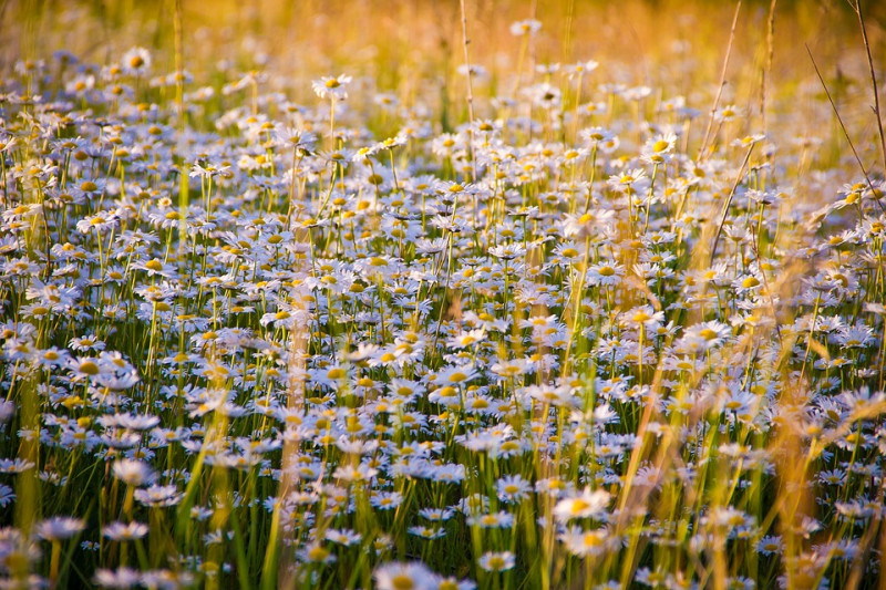 chamomile-tuinblogger-tuinieren-inheemse-vaste-planten-moestuinen-informatief-educatie