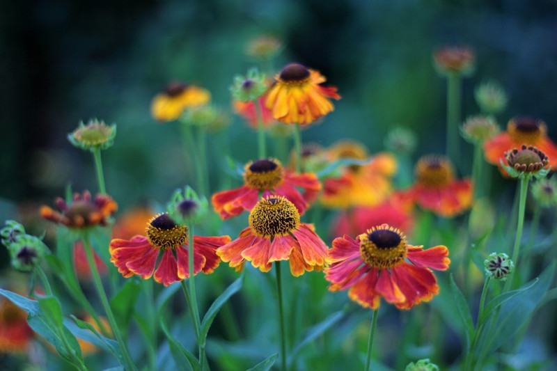 Vaste-planten-soorten-overzicht-webshop-tuinieren-beplantingsplan