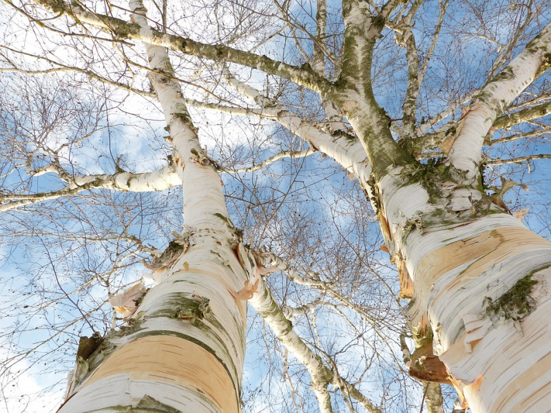 Berkenboom-kenmerken-hangende-takken-witte-bast-bladkleur-herfst-boom-voor-voedselbos-permacultuur
