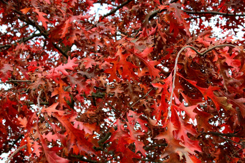 erschillende-soorten-bomenBladeren-Amerikaanse-Eik-Rood-Herfstkleur