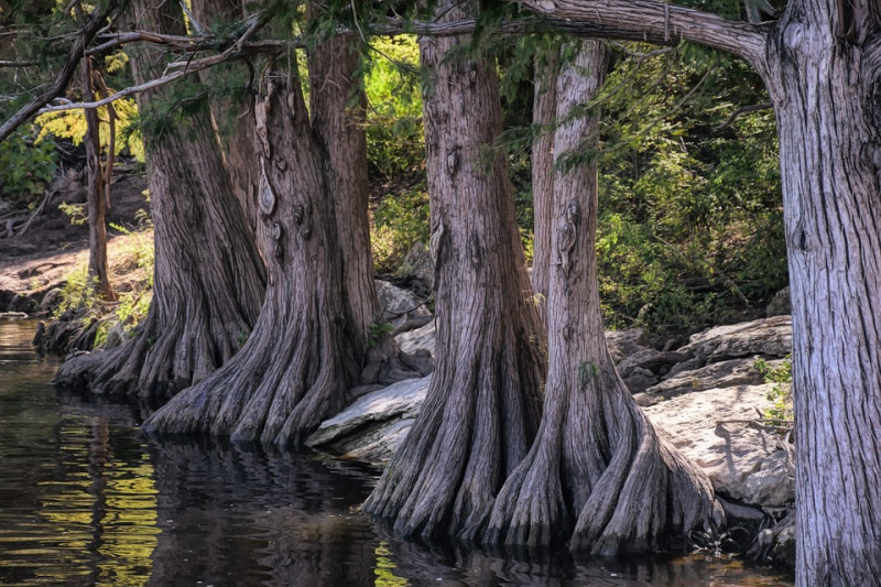 Cypress-Cupressus-Stam-Hout-Structuur-opgaande-coniferen