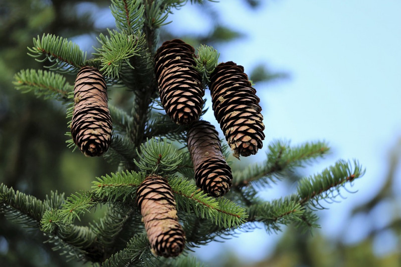 Dennenbomen-soorten-naaldbomen-herkennen-naaldhout-naaldbossen-loofbomen-bomen