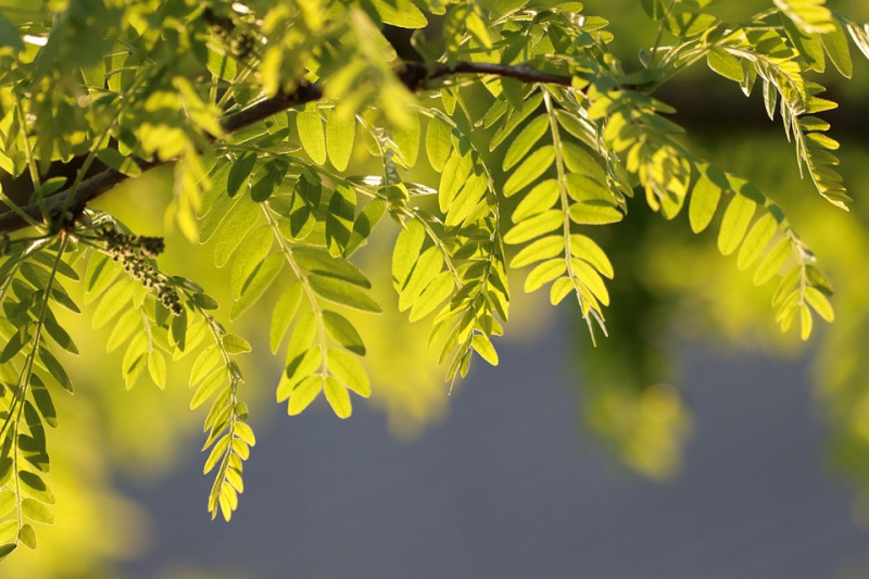 Soorten-bomen-herkennen-aan-bladeren-determineren-welk-soort-boom-heeft-grote-kleine-blad-geeft-schaduw