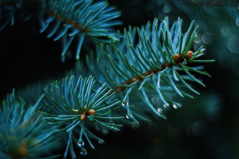 Sparren-bomen-herkennen-boomsoorten-naalden-bladeren-schubben-