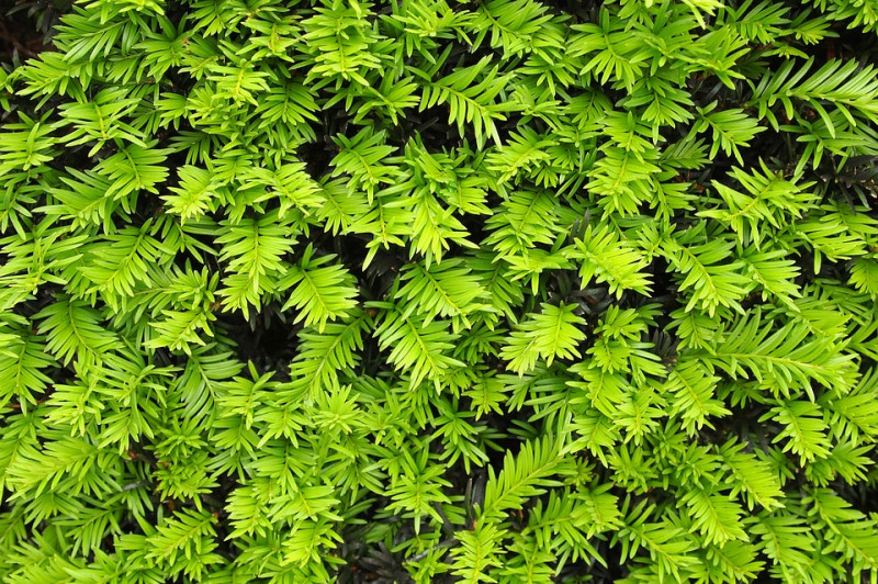 Taxusbomen-traaggroeiende-langzaam-groeiende-bladhoudende-bomen-voor-een-compacte-struik-haag