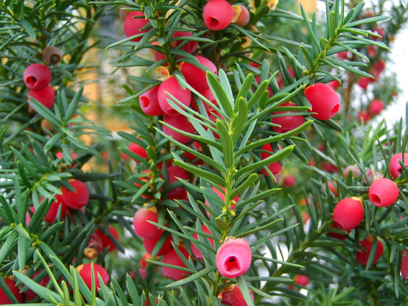 Taxusboom-venijnboom-baccatta-vruchten-bessen-snoeien-heester-langzaamgroeiend-groenblijvend-haagplanten-heggen-vogelbesjes