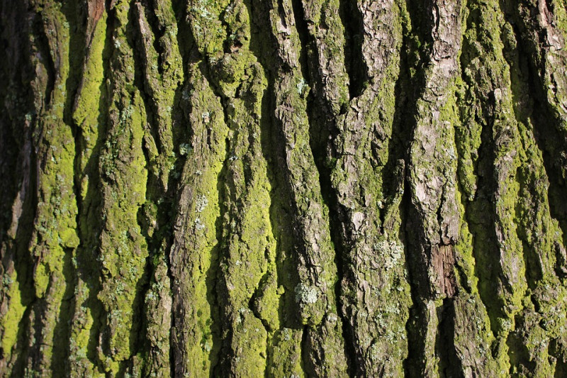 verschillende-soorten-bomenbast-schors-eikenboom-structuur-voorbeeld-herkennen-stam-vormen