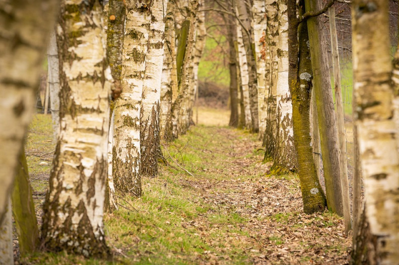 berkenbossen-nederland-witte-stammen-bomen-natuurlijke-bosbomen-ecosysteem-pioneerplanten-inheemse-voedselrijke-bomen-voor-vlinders-insecten-eekhoorns-uilen