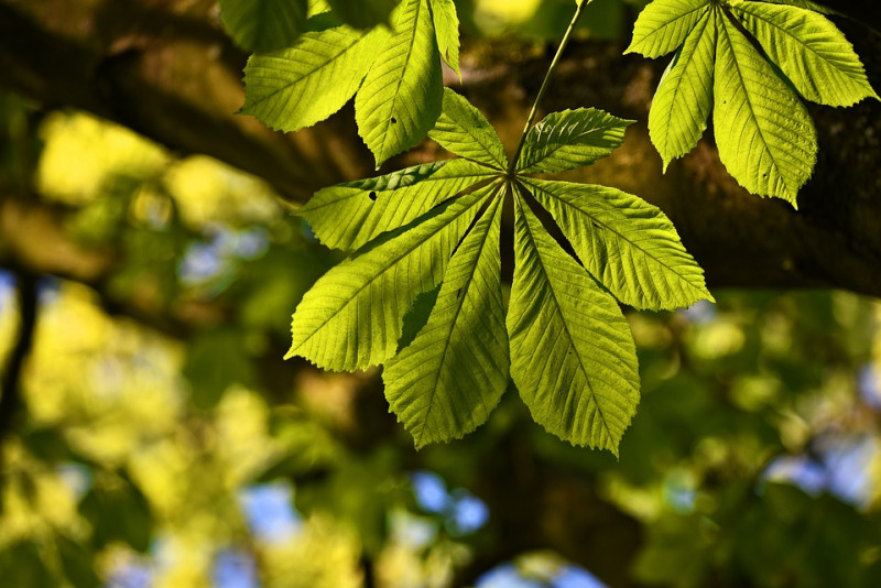 bladeren-boom-gebladerte-blad-herkennen-welk-soort-eik-wilg-kastenjeboom-berkenboom-beukenboom-boomsoorten