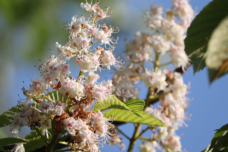 chestnut-blossom-kastanjebloesem-kastanje-bloesem-bloem-boom-loofbomen